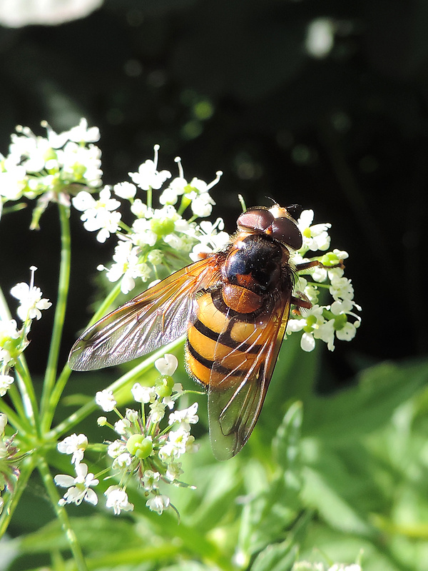 pestrica / pestřenka Volucella inanis Linnaeus, 1758