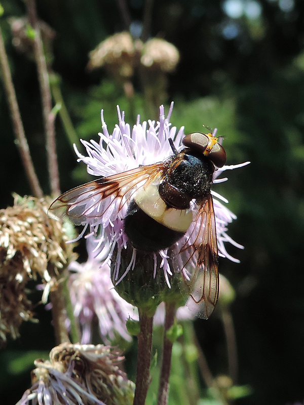 pestrica priesvitná / pestřenka prosvítavá Volucella pellucens Linnaeus, 1758