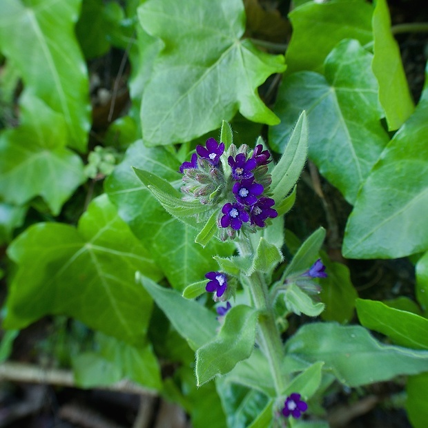 smohla lekárska Anchusa officinalis L.