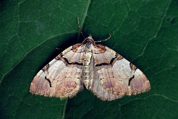 piadivka fialová (sk) / píďalka černopruhá (cz) Anticlea derivata Denis & Schiffermüller, 1775