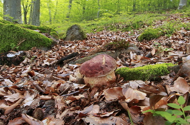 hríb sosnový Boletus pinophilus Pil. et Dermek in Pil.