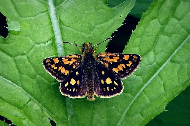 súmračník skorocelový (sk) / soumračník jitrocelový (cz) Carterocephalus palaemon Pallas, 1771