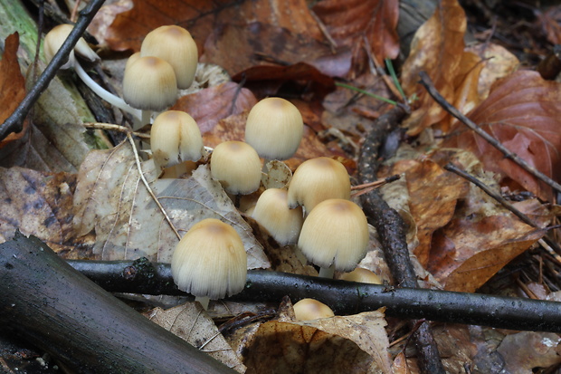 hnojník Coprinus sp.