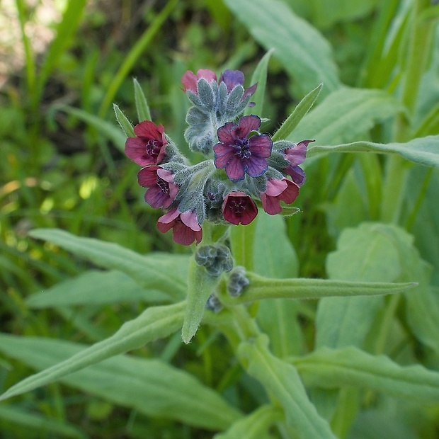 psojazyk lekársky Cynoglossum officinale L.