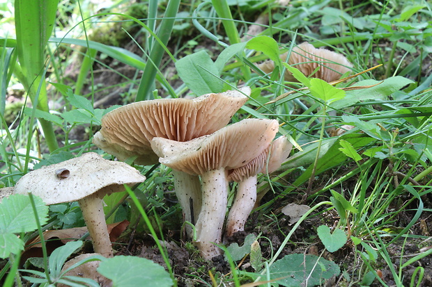 hodvábnica jarná Entoloma clypeatum (L.) P. Kumm.