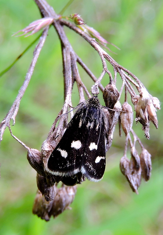 vijačka zanovätníková  Eurrhypis pollinalis