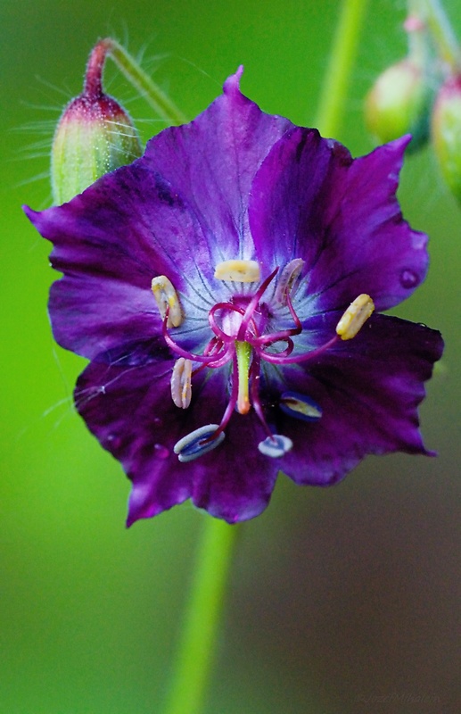 pakost hnedočervený Geranium phaeum L.