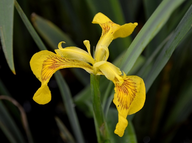 kosatec žltý Iris pseudacorus L.