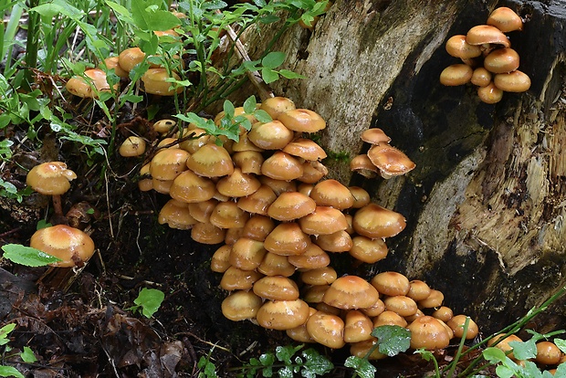 šupinačka menlivá Kuehneromyces mutabilis (Schaeff.) Singer & A.H. Sm.