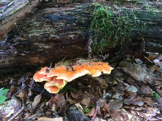 sírovec obyčajný Laetiporus sulphureus (Bull.) Murrill