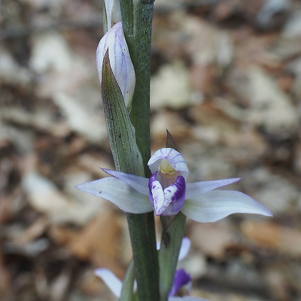 modruška pošvatá Limodorum abortivum (L.) Sw.