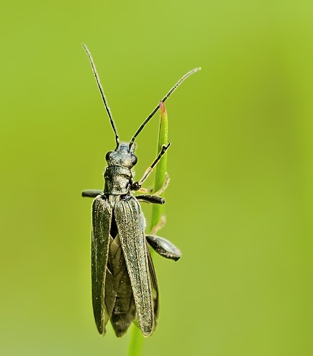 stehenáč Oedemera virescens