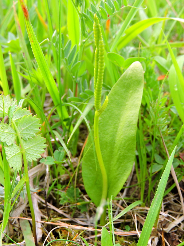 hadivka obyčajná Ophioglossum vulgatum L.