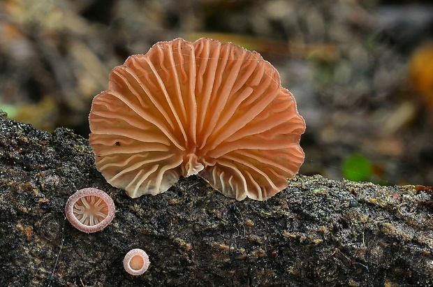 pňovka fialovohnedá Panellus violaceofulvus (Batsch) Singer