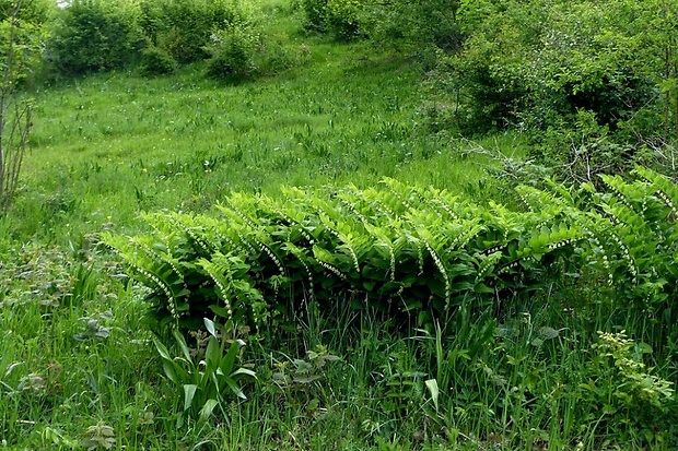 kokorík mnohokvetý - biotop Polygonatum multiflorum (L.) All.