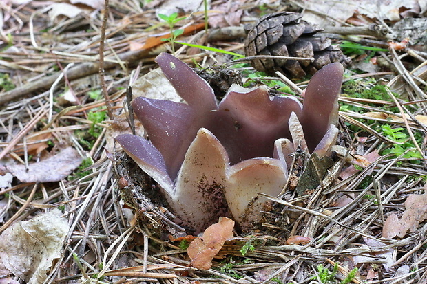 tulipánovka fialová Sarcosphaera coronaria (Jacq.) J. Schröt.