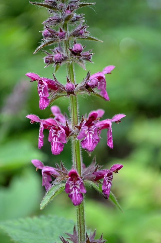 čistec lesný Stachys sylvatica L.