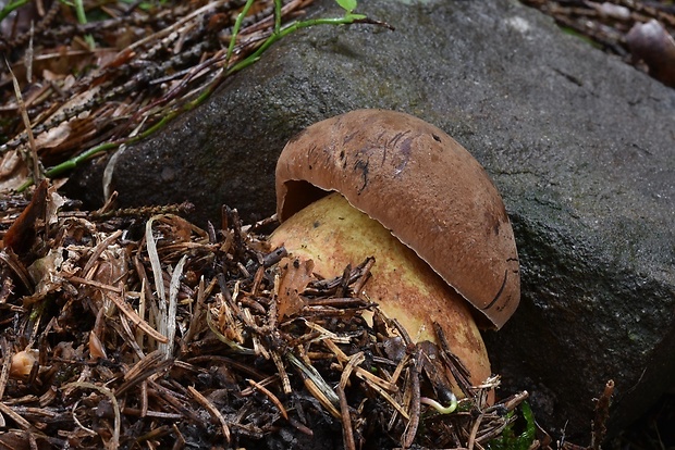 hríb zrnitohlúbikový Sutorius luridiformis (Rostk.) G. Wu & Zhu L. Yang