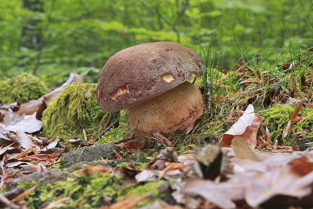 hríb sosnový Boletus pinophilus Pil. et Dermek in Pil.