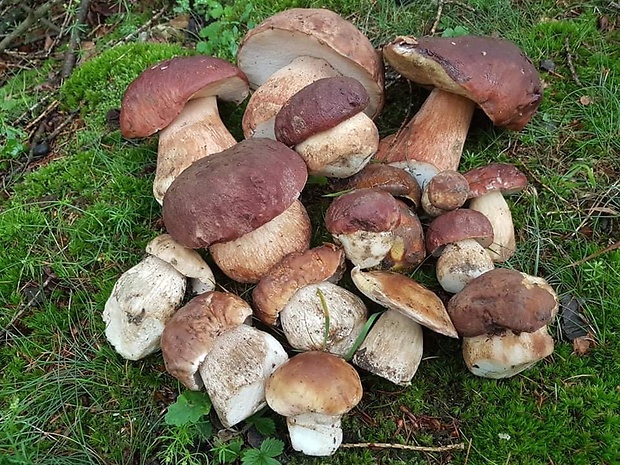 hríb sosnový Boletus pinophilus Pil. et Dermek in Pil.