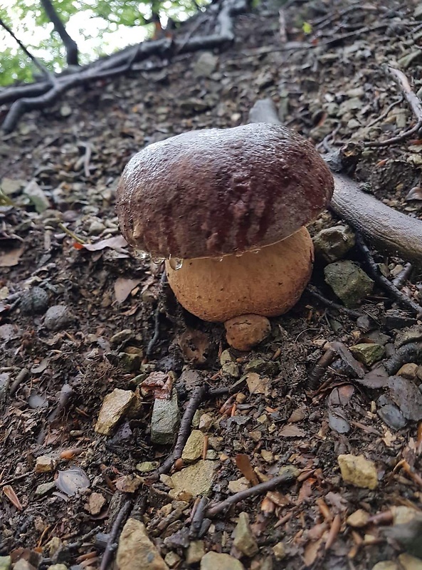 hríb sosnový Boletus pinophilus Pil. et Dermek in Pil.