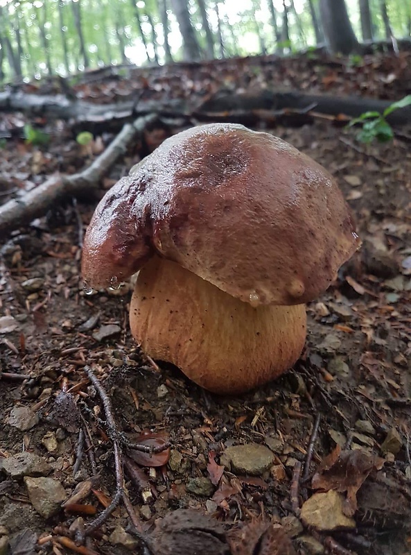 hríb sosnový Boletus pinophilus Pil. et Dermek in Pil.