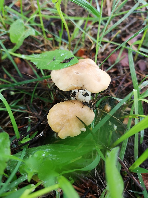 čírovnica májová Calocybe gambosa (Fr.) Donk