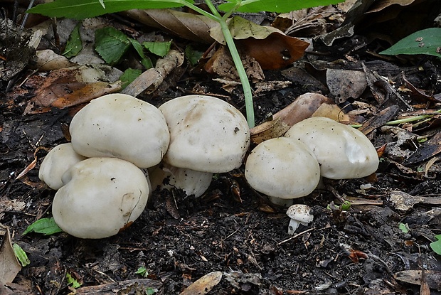 čírovnica májová Calocybe gambosa (Fr.) Donk