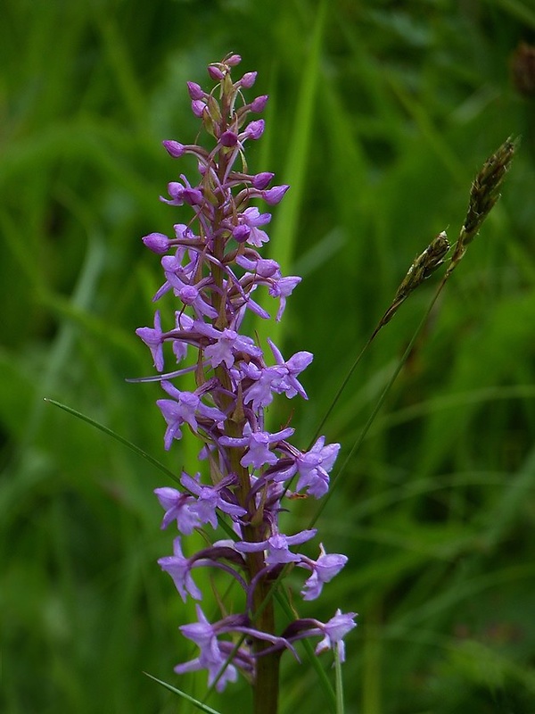 päťprstnica obyčajná Gymnadenia conopsea (L.) R. Br.