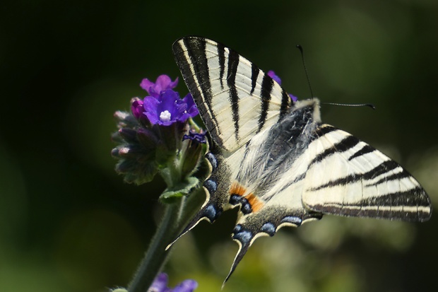 vidlochvost ovocný Iphiclides podalirius