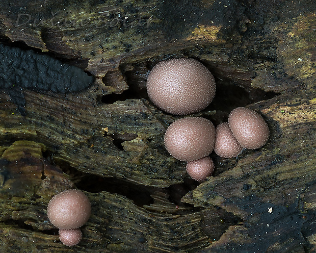 vlčinka Lycogala sp.