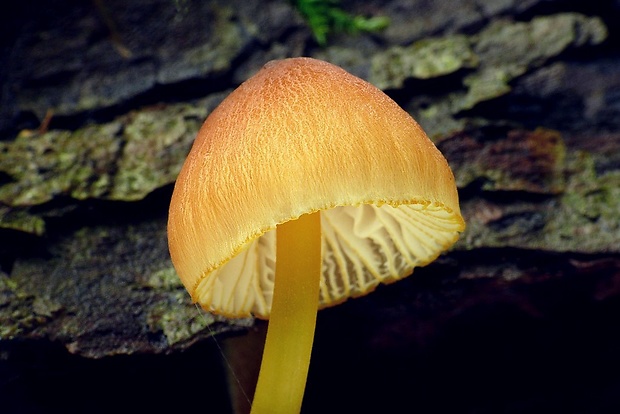 prilbička žltohlúbiková Mycena renati Quél.