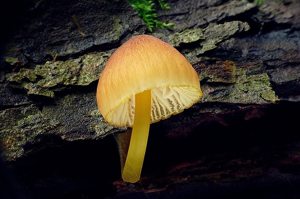 prilbička žltohlúbiková Mycena renati Quél.