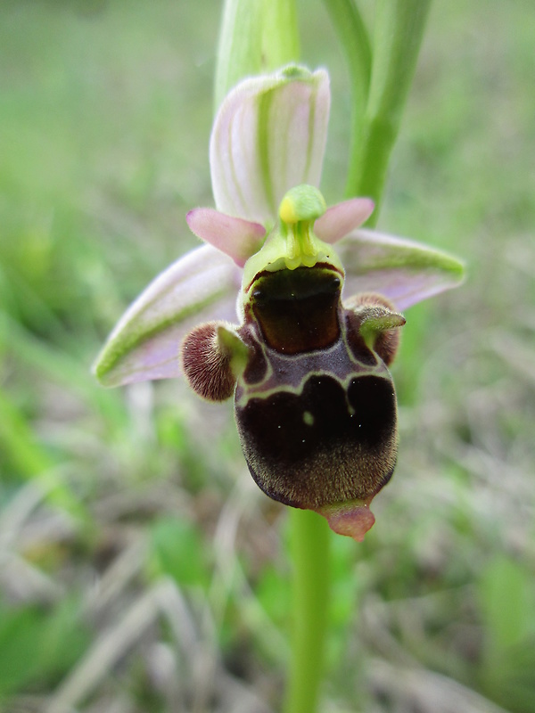 hmyzovník holubyho Ophrys holubyana András.