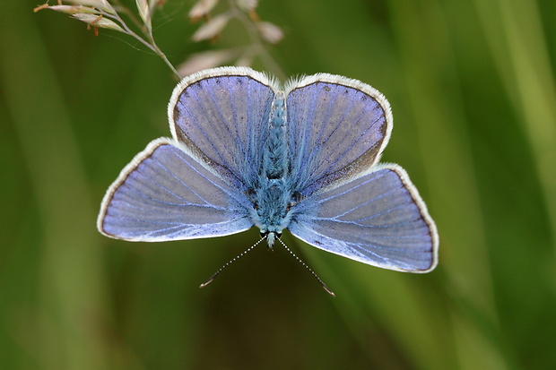 modráčik obyčajný  Polyommatus icarus