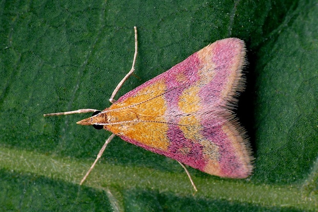 vijačka krvavočervená (sk) / zavíječ krvavý (cz) Pyrausta sanguinalis Linnaeus, 1767