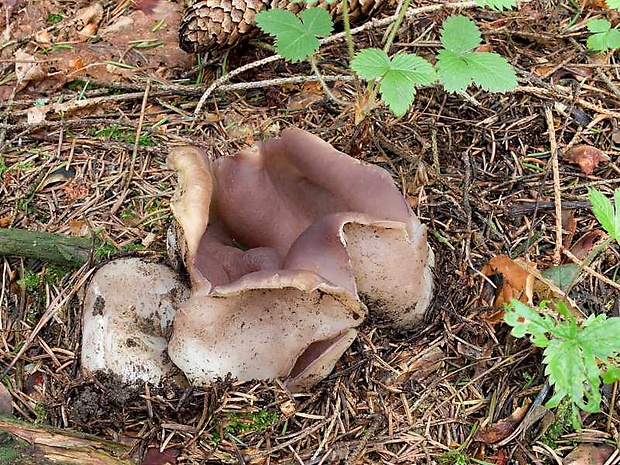 tulipánovka fialová Sarcosphaera coronaria (Jacq.) J. Schröt.