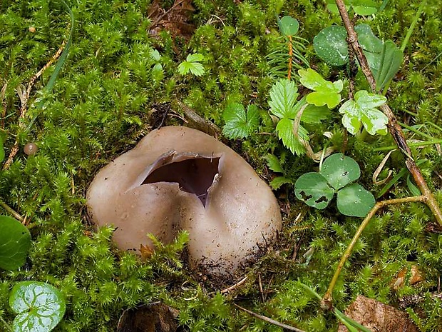 tulipánovka fialová Sarcosphaera coronaria (Jacq.) J. Schröt.