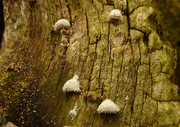 klanolupeňovka obyčajná Schizophyllum commune Fr.