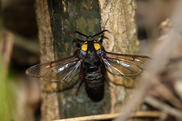 podobník sršňovitý Sesia apiformis