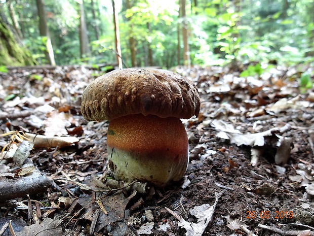 hríb zrnitohlúbikový Sutorius luridiformis (Rostk.) G. Wu & Zhu L. Yang