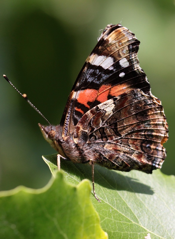 babôčka admirálska Vanessa atalanta