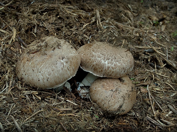 pečiarka Agaricus sp.