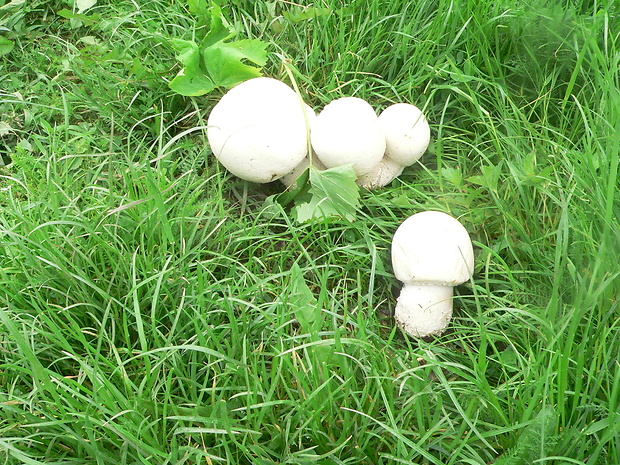 pečiarka  Agaricus