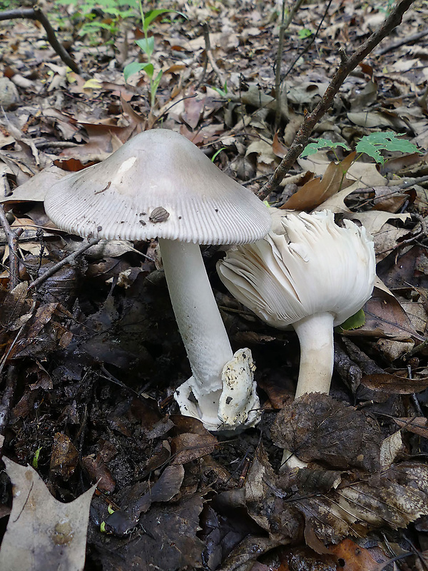 muchotrávka pošvatá Amanita vaginata (Bull.) Lam.