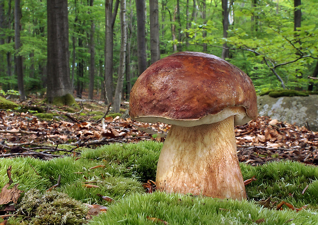 hríb sosnový Boletus pinophilus Pil. et Dermek in Pil.