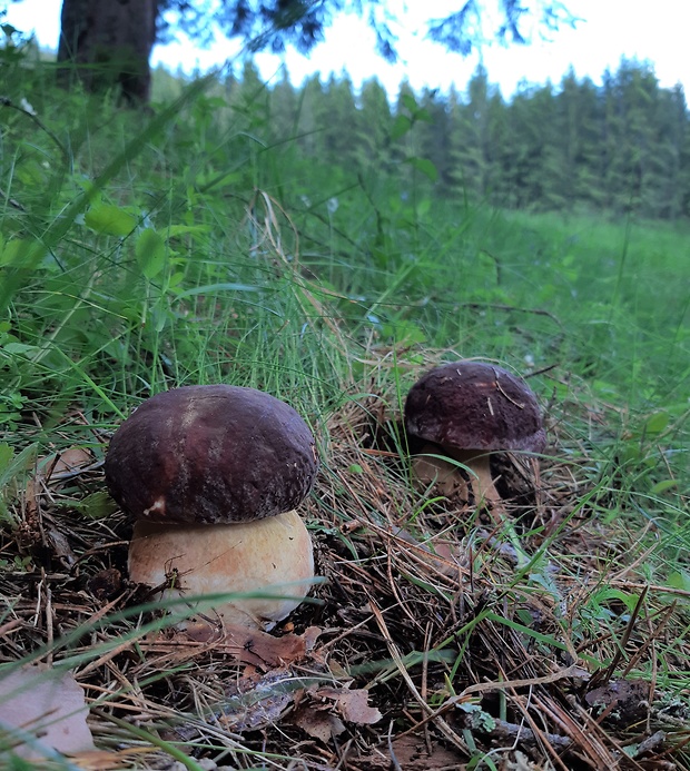 hríb sosnový Boletus pinophilus Pil. et Dermek in Pil.