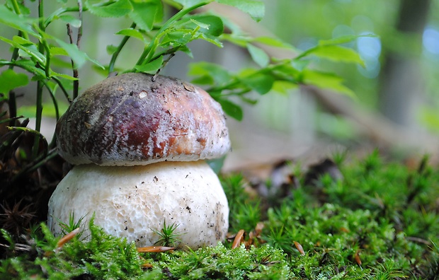 hríb sosnový Boletus pinophilus Pil. et Dermek in Pil.