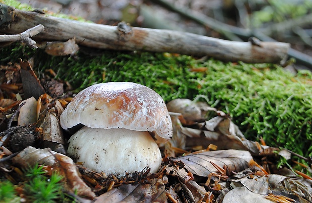 hríb sosnový Boletus pinophilus Pil. et Dermek in Pil.