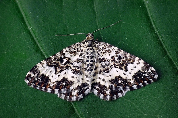 piadivka smútočná (sk) / píďalka povázková (cz) Epirrhoe tristata Linnaeus, 1758